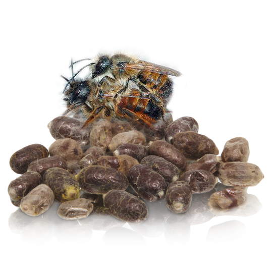 Kokóny včiel Osmia Rufa
