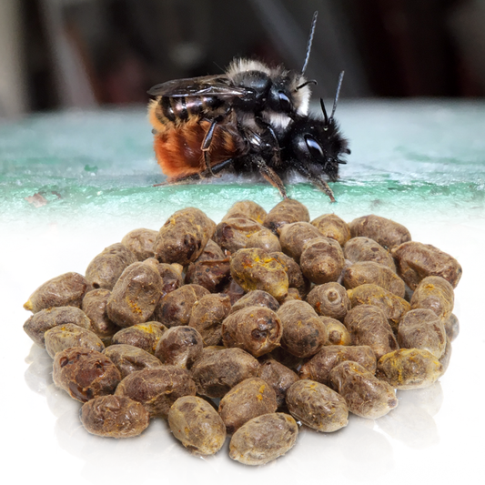 Kokóny včiel Osmia Cornuta
